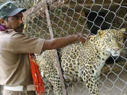 now chaos on Tigers feeding beef