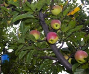 without snow apple can be damage