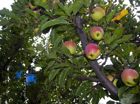 news story on kashmiri apple