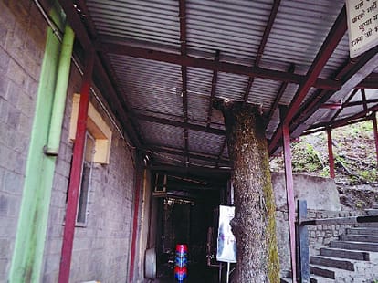 cancer hospital in igmc shimla.