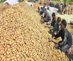 Sugar free potato source will be livelihood.