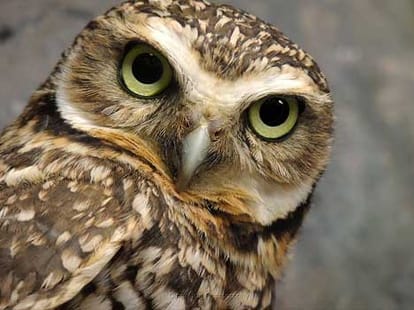 owl sit on house roof in kanpur