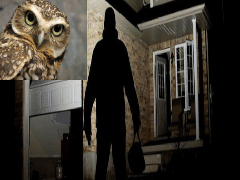 Diwali demand grew owls, being lured smugglers.