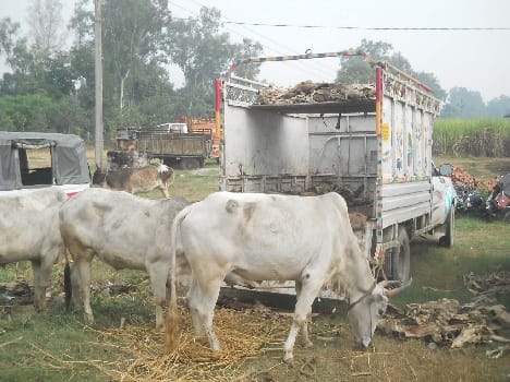 Eight bovine animals Including pick- caught