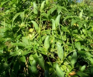 ram karela good for health.