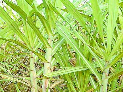 formers protested against not opening of suger cane mil 