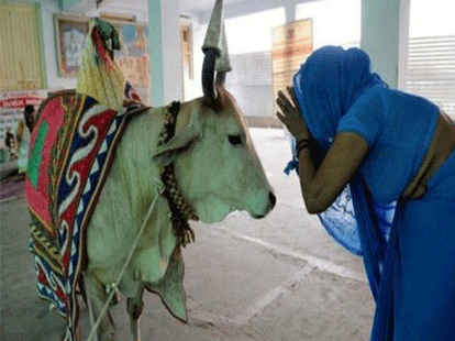 'Cow do not vote in Bihar'