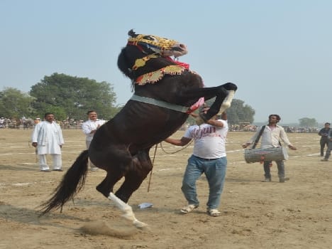 horse