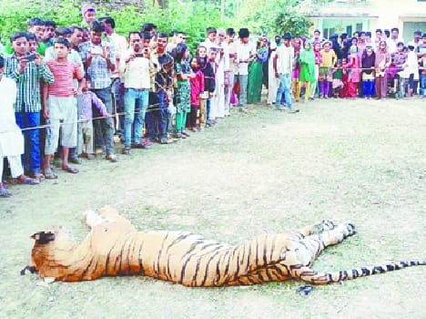 Hlduwala entered the tiger killed