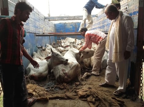 animal trafficer ran away leaving truck loaded with banned animal