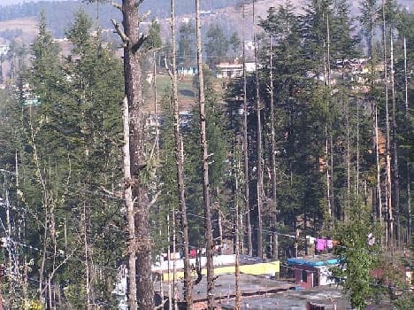 Fir tree