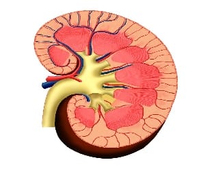 nutrition guideline for kidney patients