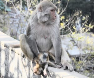 pathankot, sahapur kandi, monkey, problem