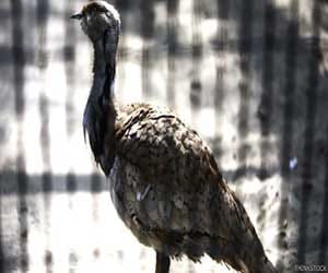 houbara bustard bird in pakistan