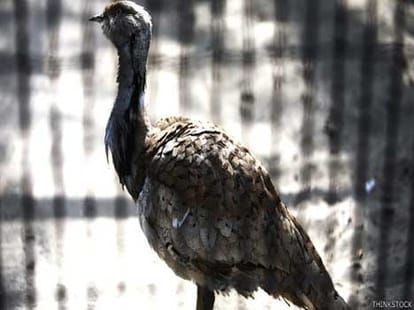 houbara bustard bird in pakistan