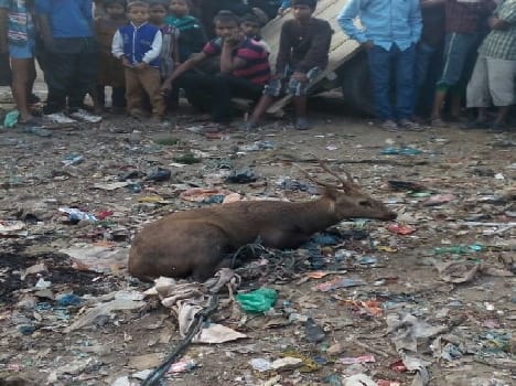 Adarsh Nagar entered extinct species elk