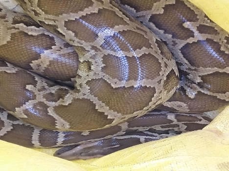Villagers caught dragon