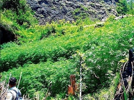 Cannabis charas illegal business in himachal.