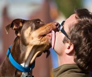 Pet dog rescued the man form Leopard's attack.