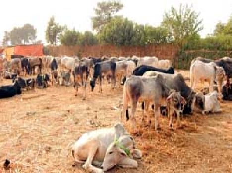 Chhath puja downturn in the fair , businessman Desperate