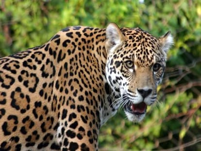 leopard killed the four year child.