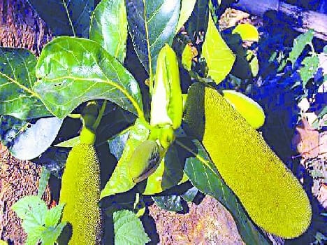 Ramganga Valley fruit jackfruit in November