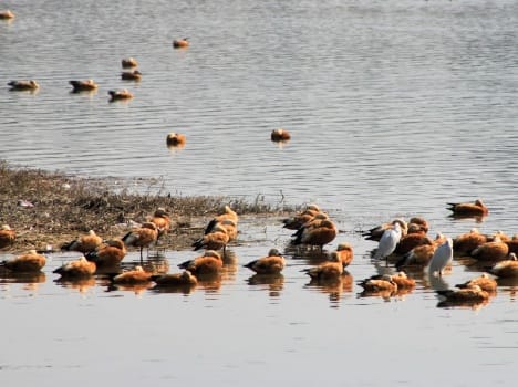 migratory birds reached Assan Barrage.