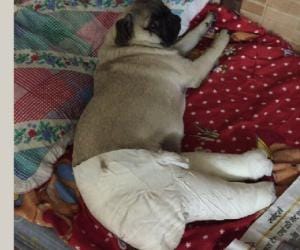 dog injured in car accident at chandigarh