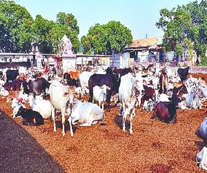crueality against animals is high in gurgaon 