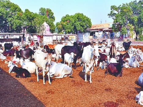 cow