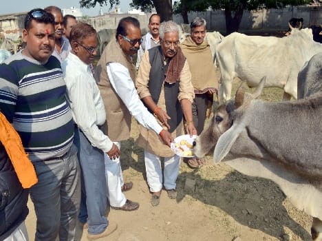 The ritual worship of cows in the cowshed Exhibition