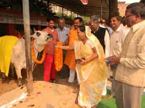 Cow - mother wished prosperity worship