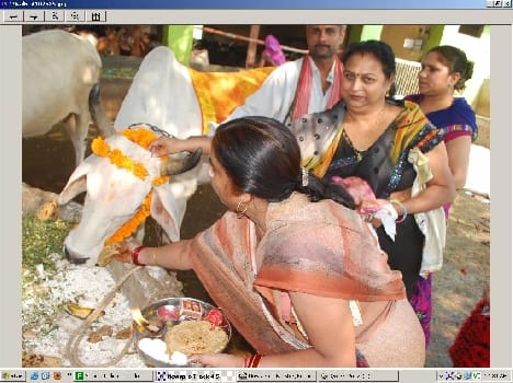 Gopashtmi in the dairy cow worship