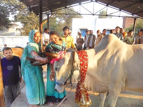 cow exbition in ghatampur