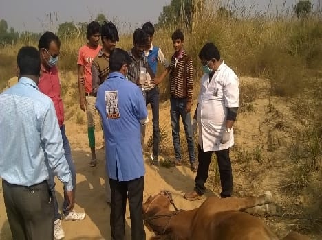 horse died by glandour farsi
