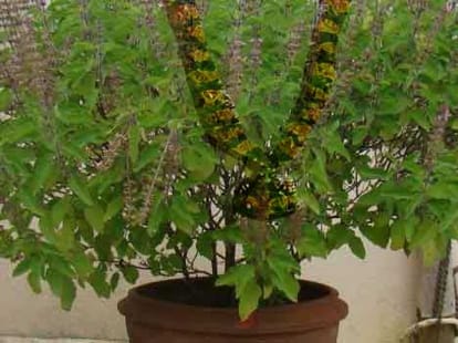 tulsi vivaah dev pravodhani ekadashi