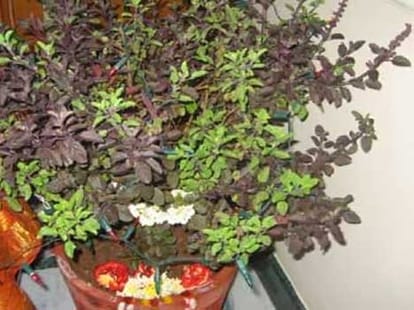 tulsi vivaah dev pravodhani ekadashi