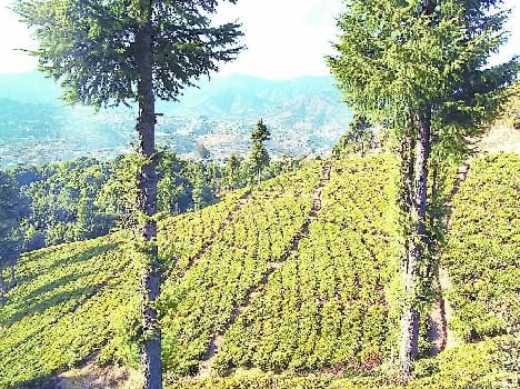 The tea plantation