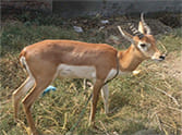 deer dead in road accident