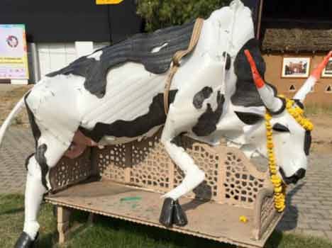 controversy on fake cow in jaipur