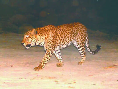 leopard terror in udhampur