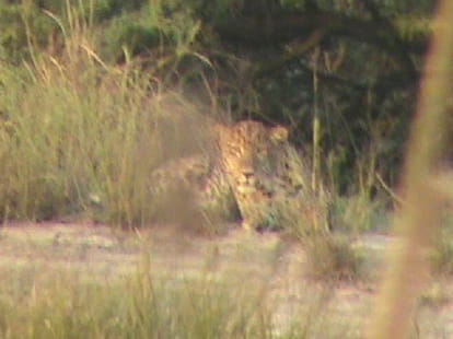 leopard killed child in pauri.