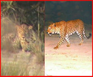 leopard in bhajangarh area