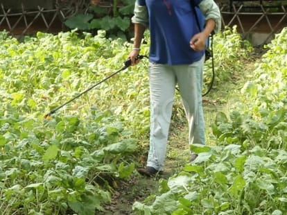 Farmers in Himachal Using Pesticides Which Are Banned in United States of America.