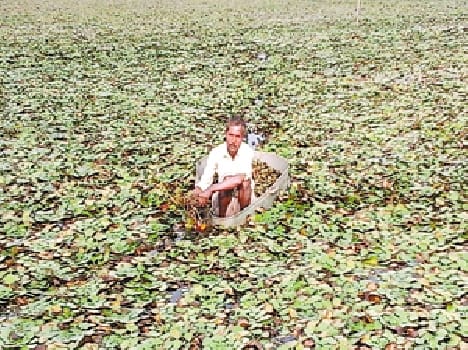 Should water chestnut cultivation aid