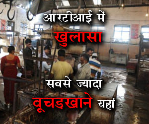 highest number of Slaughter House in Maharashtra, UP on second no