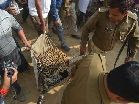 So what was brought for smuggling leopard