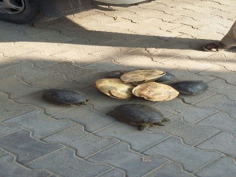 20 turtle colony recovered from Gihar
