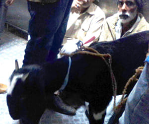 male Goat and young man traveling in woman Coach