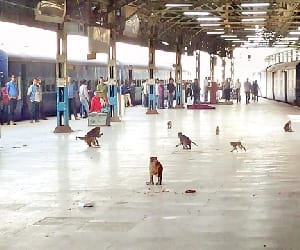 food ban
